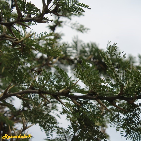/Acacia_collinsii1Orlando20161115.jpg
