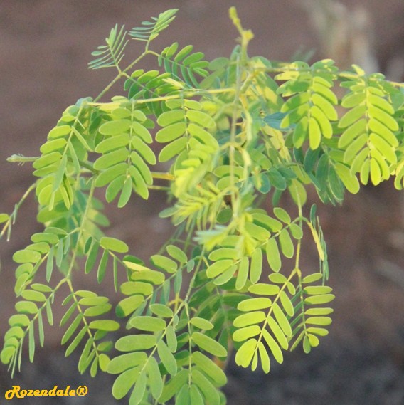 /Acacia_galpinii1Mamelodi20151030a.jpg