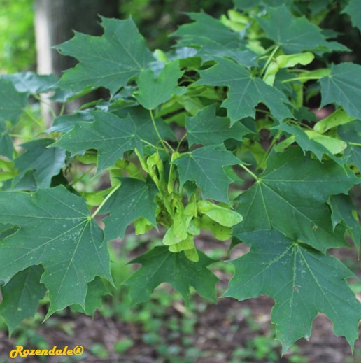 /Acer_freemanii1Belmonte20160711.jpg