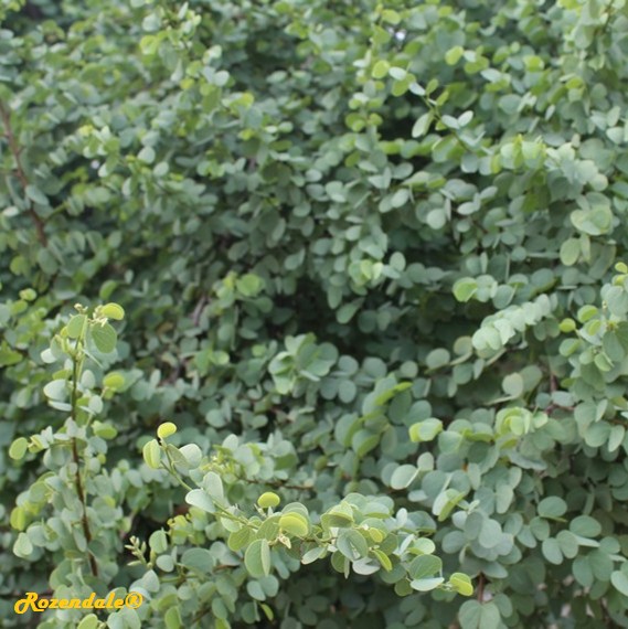 /Bauhinia_rufescens2Orlando20161115.jpg