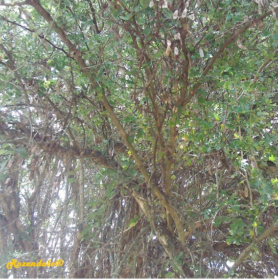 /Dalbergia_melanoxylon1Makueni20160501.jpg