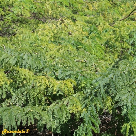 /Prosopis_juliflora1Miami20161120.jpg