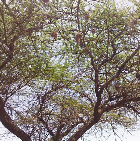 Acacia_unknown1_-Thika-Kenya.png