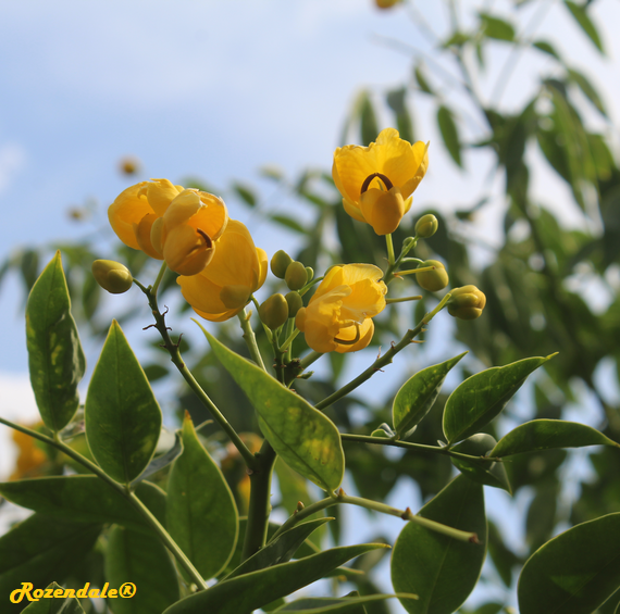 Cassia_senna1Utrecht20170824c.png