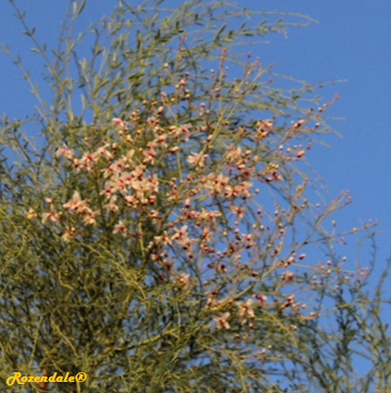 Moringa_perigrina1BMilcah20171001.png