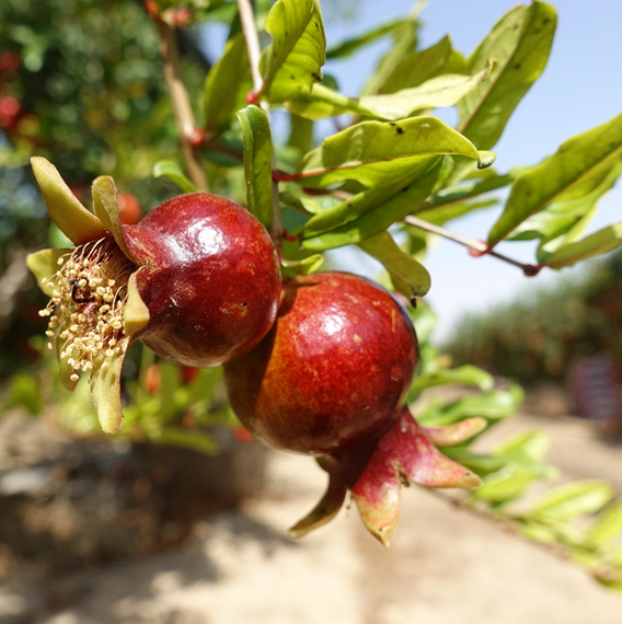 Punica_granatum1BMilcah20171012a.png