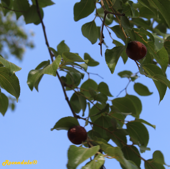 Ziziphus_mucronata1Jerusalem20171105c.png