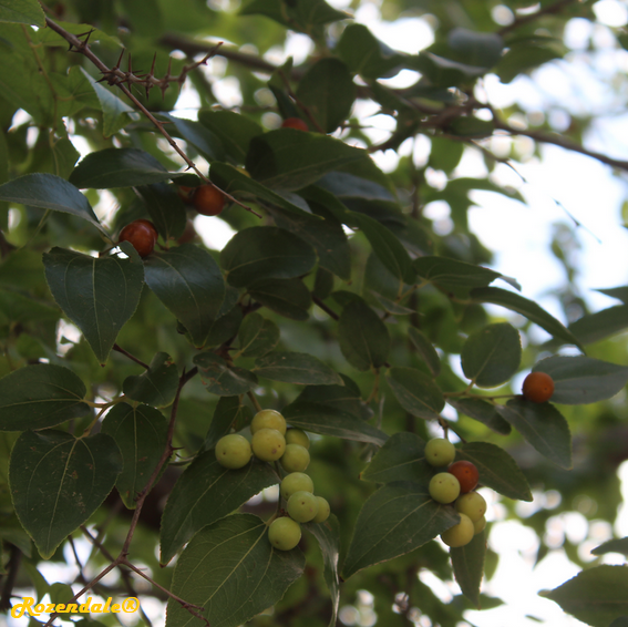 Ziziphus_mucronata1Jerusalem20171105d.png