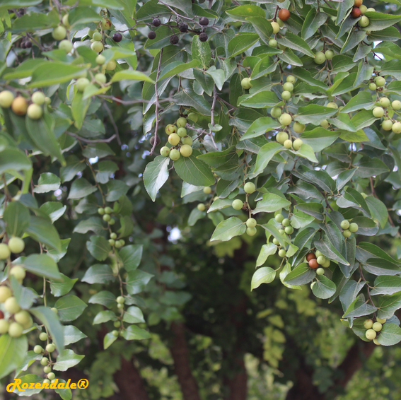 Ziziphus_mucronata1Jerusalem20171105e.png