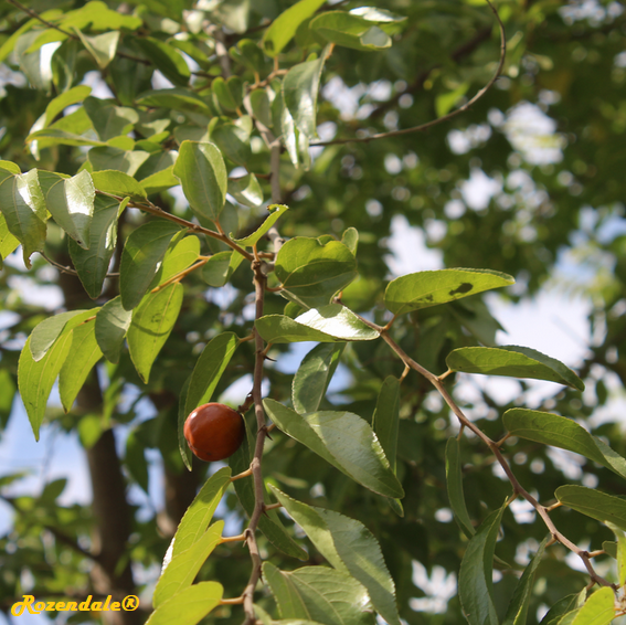 Ziziphus_mucronata1Jerusalem20171105g.png