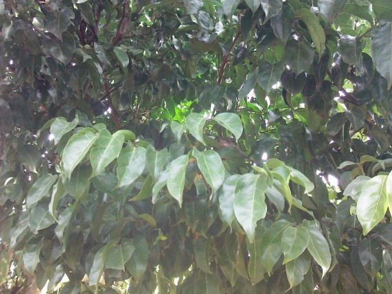 unknown_01_in_Kisumu.jpg