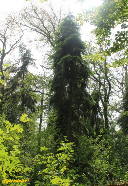 /Abies_grandis2Rijs20170529d.png