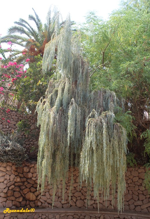 /Acacia_pendula2EinGedi20160815.jpg