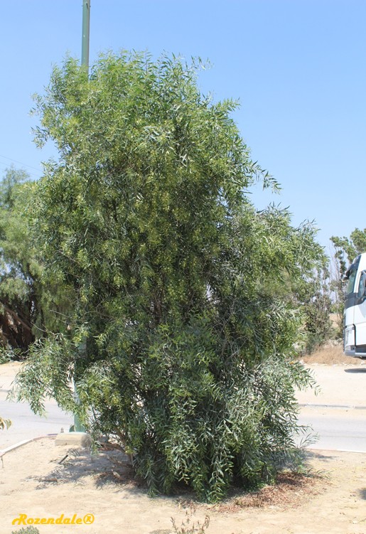 /Acacia_saligna2Be'erSheva20160810.jpg