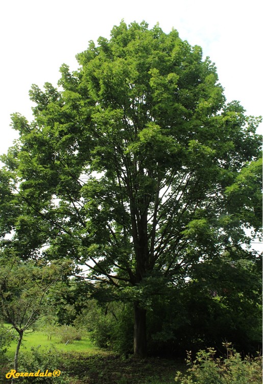 /Acer_freemanii2Belmonte20160711.jpg