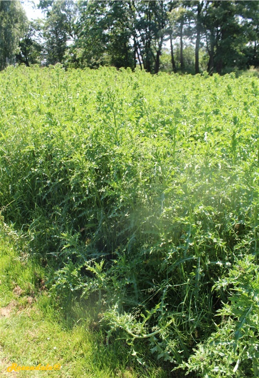 /Carduus_tenuiflorus2Sneek20160604.jpg
