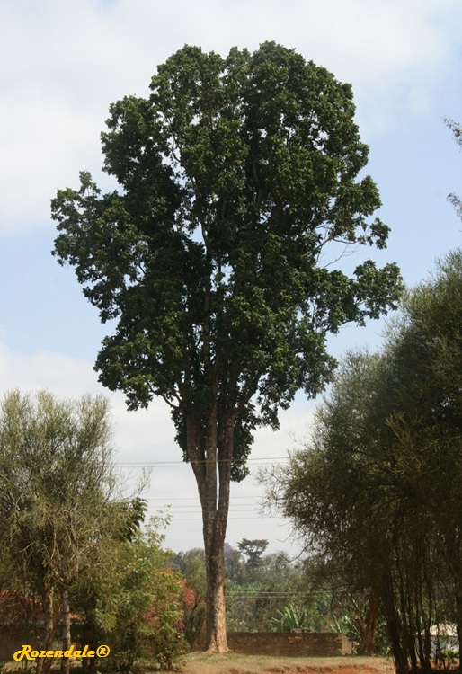 /Lovoa_trichilioides2Meru20140921.jpg