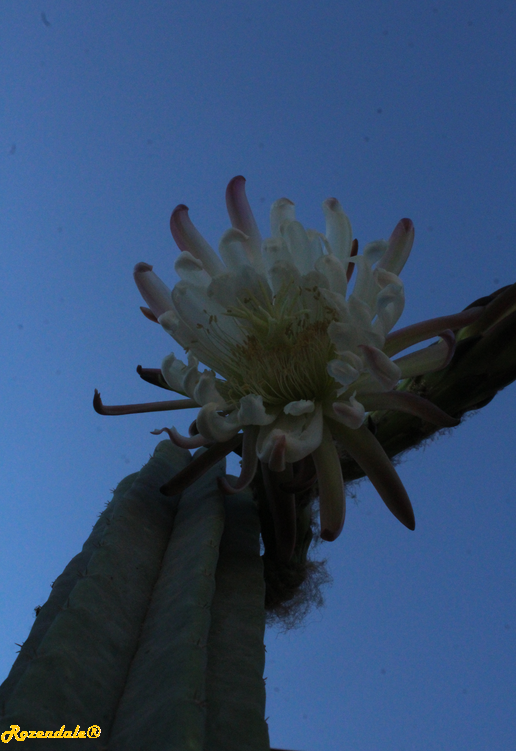 /images/plants/1_10_2_PlantVerticalPhotographs/Trichocereus_peruvianus2BMilcah20171013b.PNG