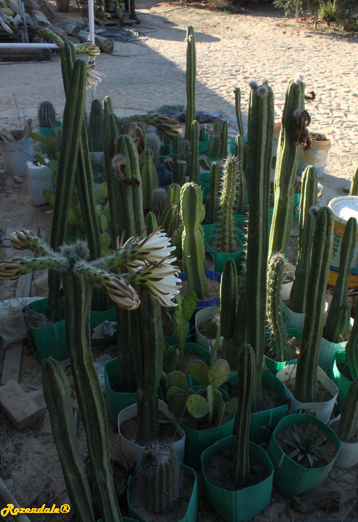 /images/plants/1_10_2_PlantVerticalPhotographs/Trichocereus_peruvianus2BMilcah20171013c.PNG