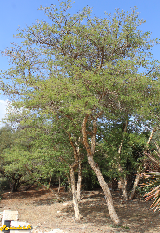 /images/plants/1_10_2_PlantVerticalPhotographs/Vachellia_sieberiana2Jerusalem20171105a.PNG