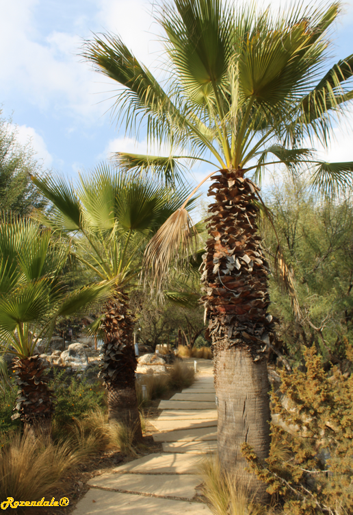 /images/plants/1_10_2_PlantVerticalPhotographs/Washingtonia_filifera2Jerusalem20171105.PNG