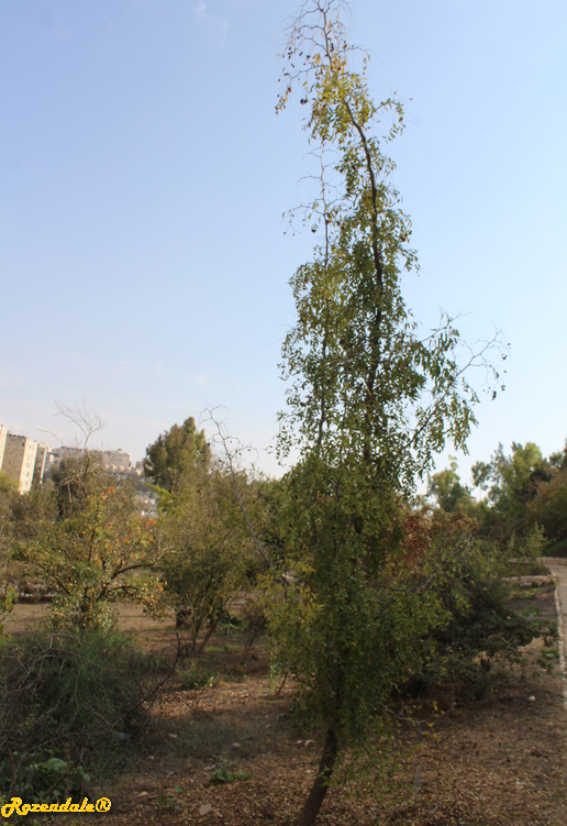 /images/plants/1_10_2_PlantVerticalPhotographs/Ziziphus_jujuba2Jerusalem20171105a.PNG