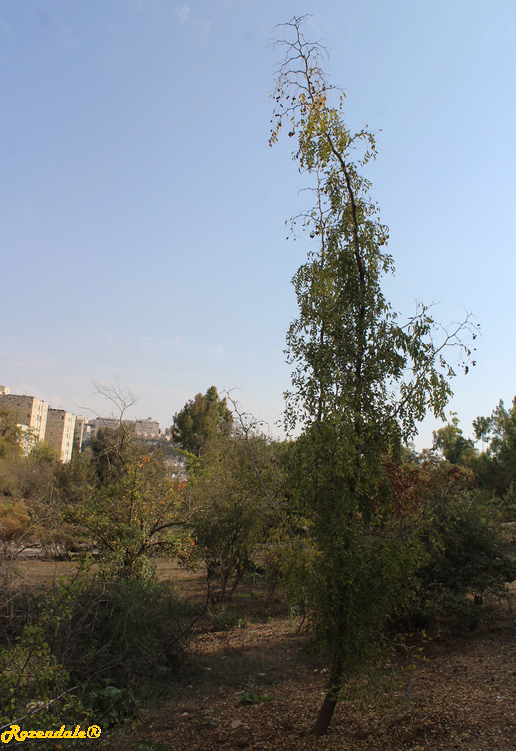 /images/plants/1_10_2_PlantVerticalPhotographs/Ziziphus_jujuba2Jerusalem20171105b.PNG