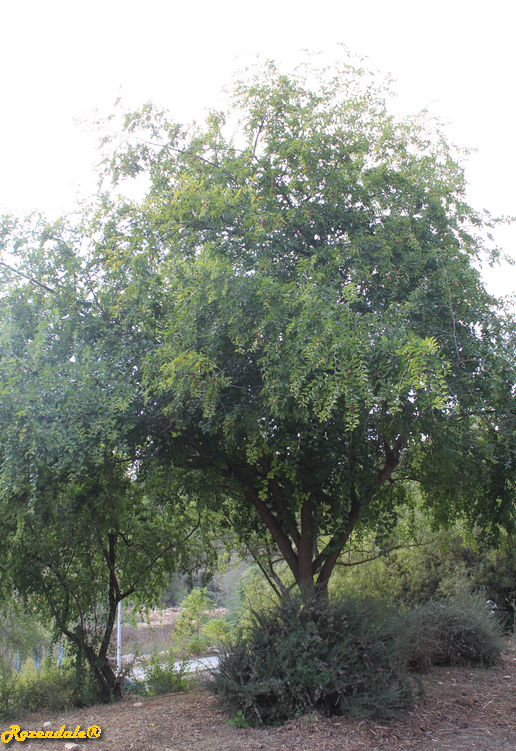 /images/plants/1_10_2_PlantVerticalPhotographs/Ziziphus_mucronata2Jerusalem20171105d.PNG