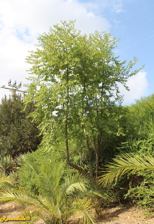 /images/plants/1_10_2_PlantVerticalPhotographs/Ziziphus_mucronata2Jerusalem20171105g.PNG