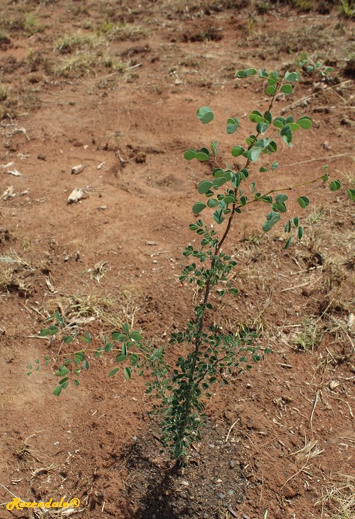 /Acacia_burkei3Mamelodi20151105.jpg