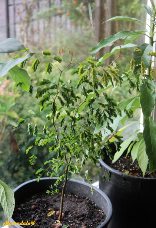 Caesalpinia_ferrea3Sneek20161015b.png