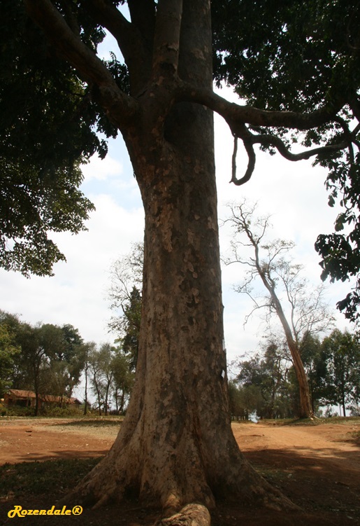 /Lovoa_trichilioides4Meru20140921.jpg