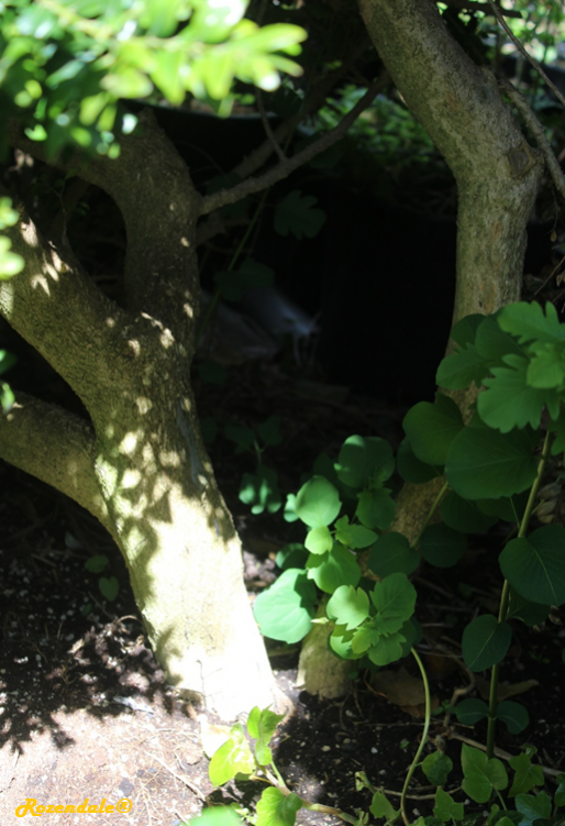 /images/plants/1_10_4_PlantBarkRootPhotographs/Buxus_sempervierens4Sneek20170429a.png