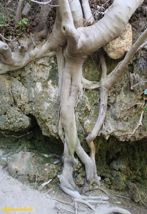 /images/plants/1_10_4_PlantBarkRootPhotographs/Ficus_carica42EinKfira20170923.png