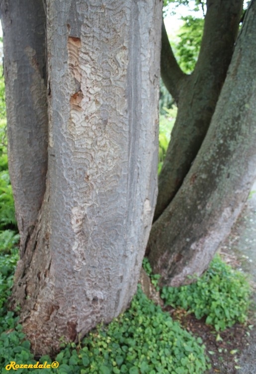 /images/plants/1_10_4_PlantBarkRootPhotographs/Zelkova_serrata4Leiden_NL20170816.jpg