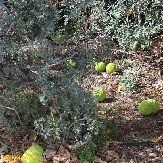 Maclura_pomifera5Jerusalem20171103b.png