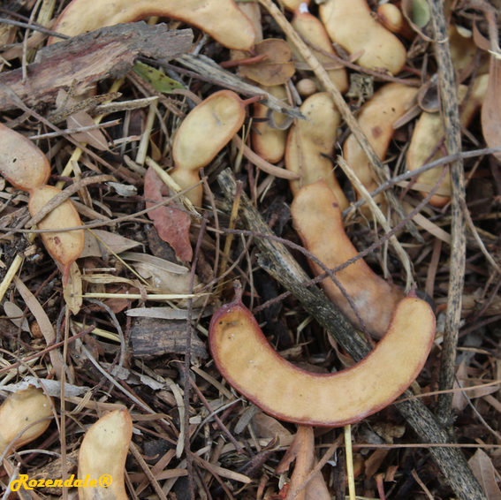 Prosopis_chilensis5Jerusalem20171105.png