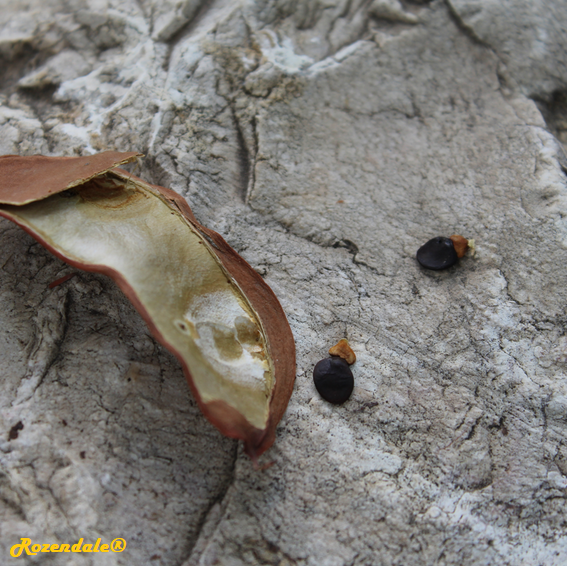 Schotia_brachypetala5Jerusalem20171105a.png