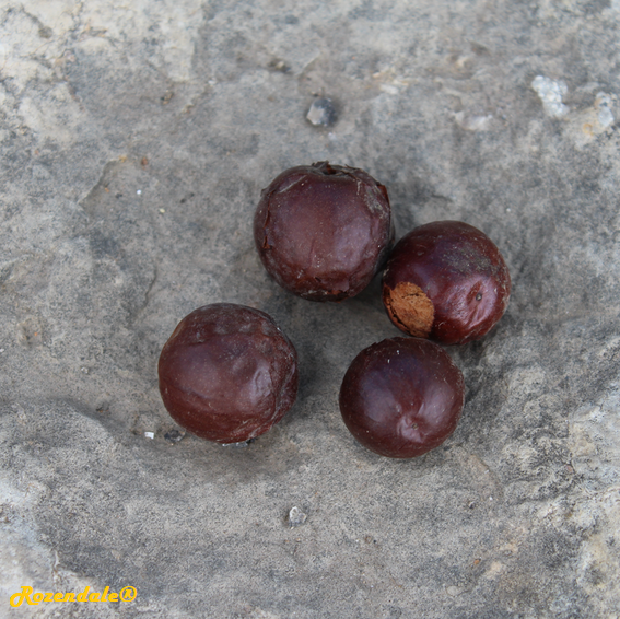 Ziziphus_mucronata6Jerusalem20171105a.png