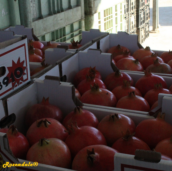 Punica_granatum6BMilcah20171013e.png